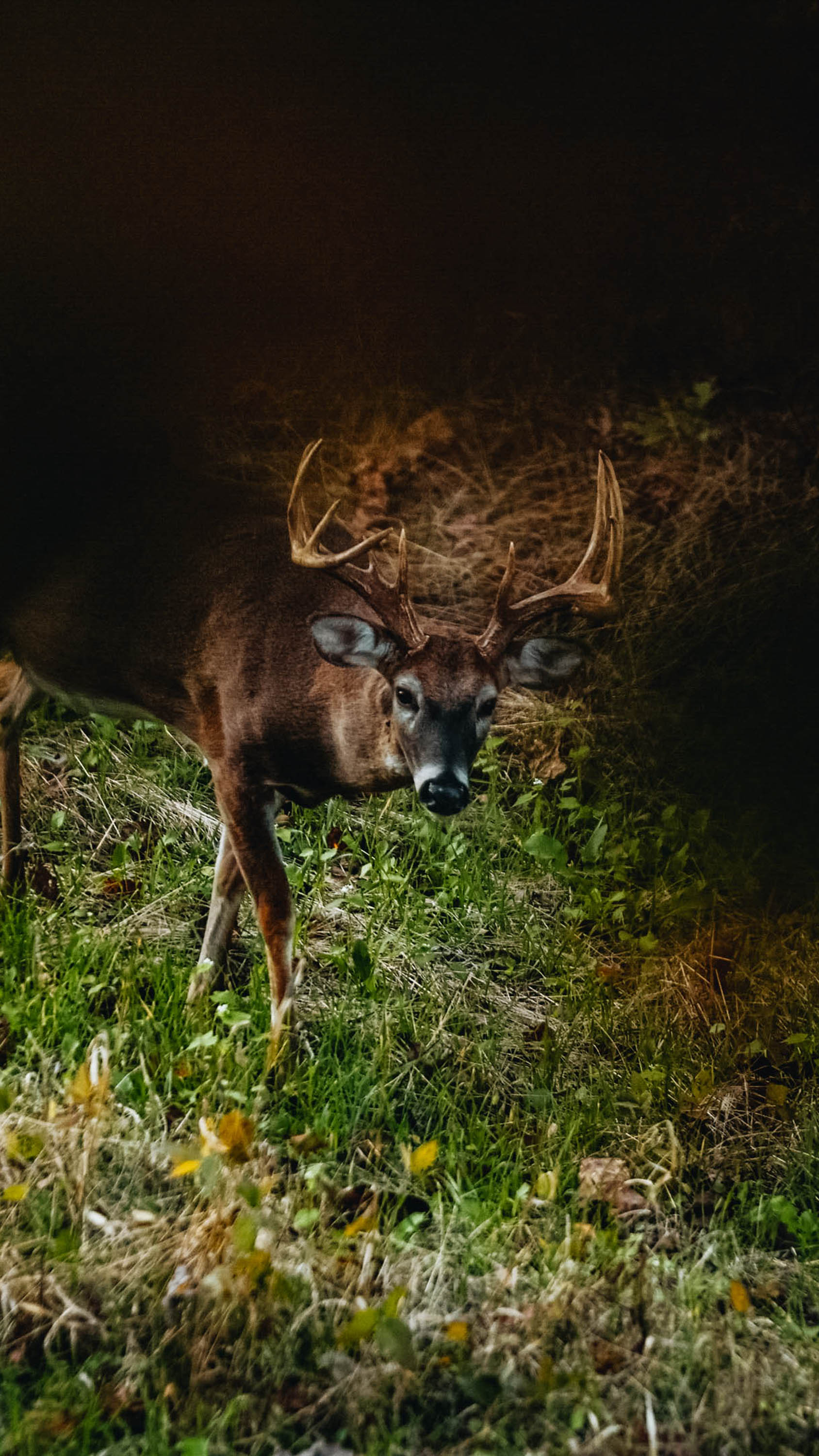 8 Tips to Kill Urban Bucks