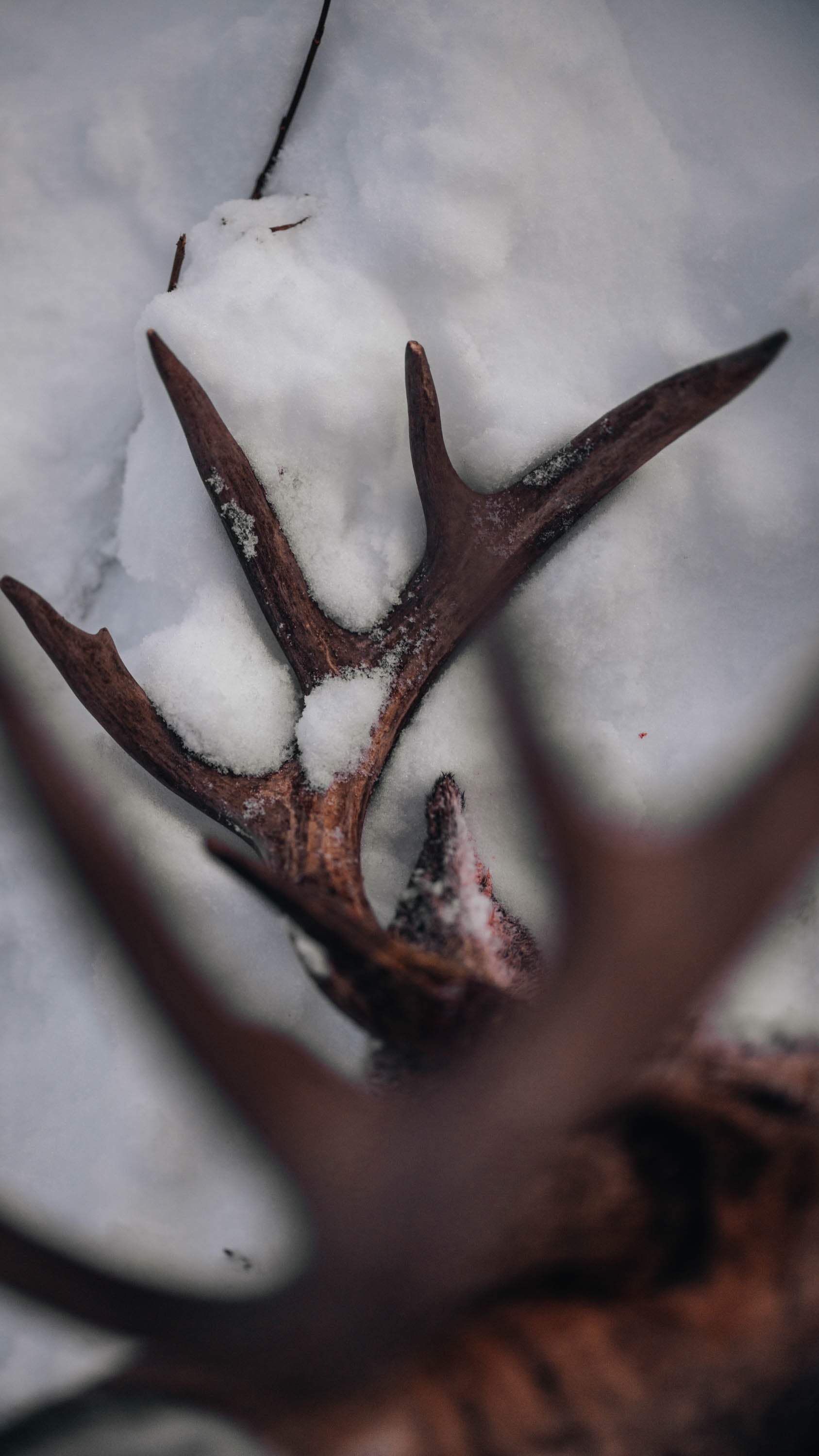 Bedding Areas 101 How to Hunt?