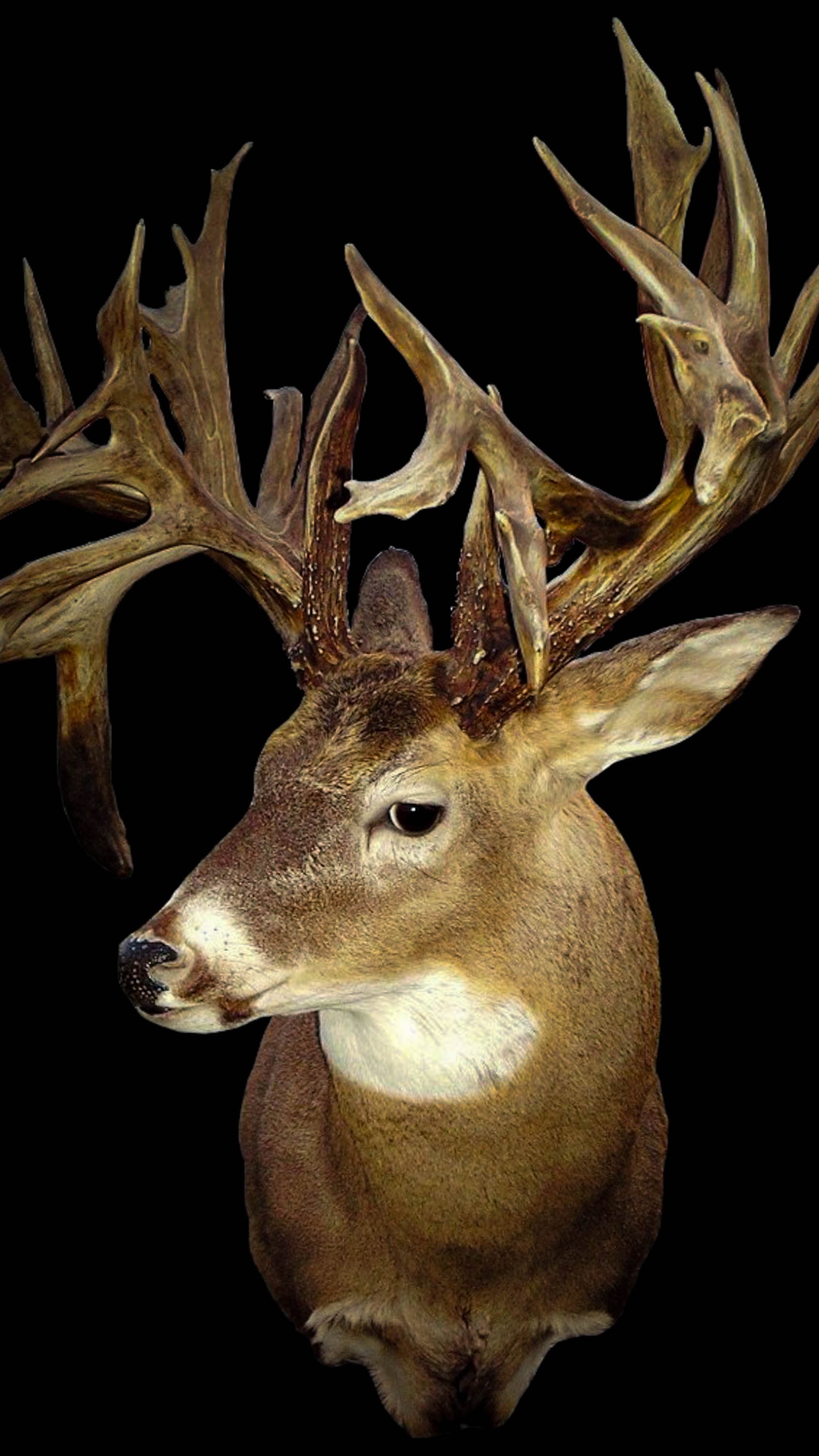 Big Trophy White Tail Buck Deer Stock Photo 116033236 | Shutterstock, image size:1688x3000