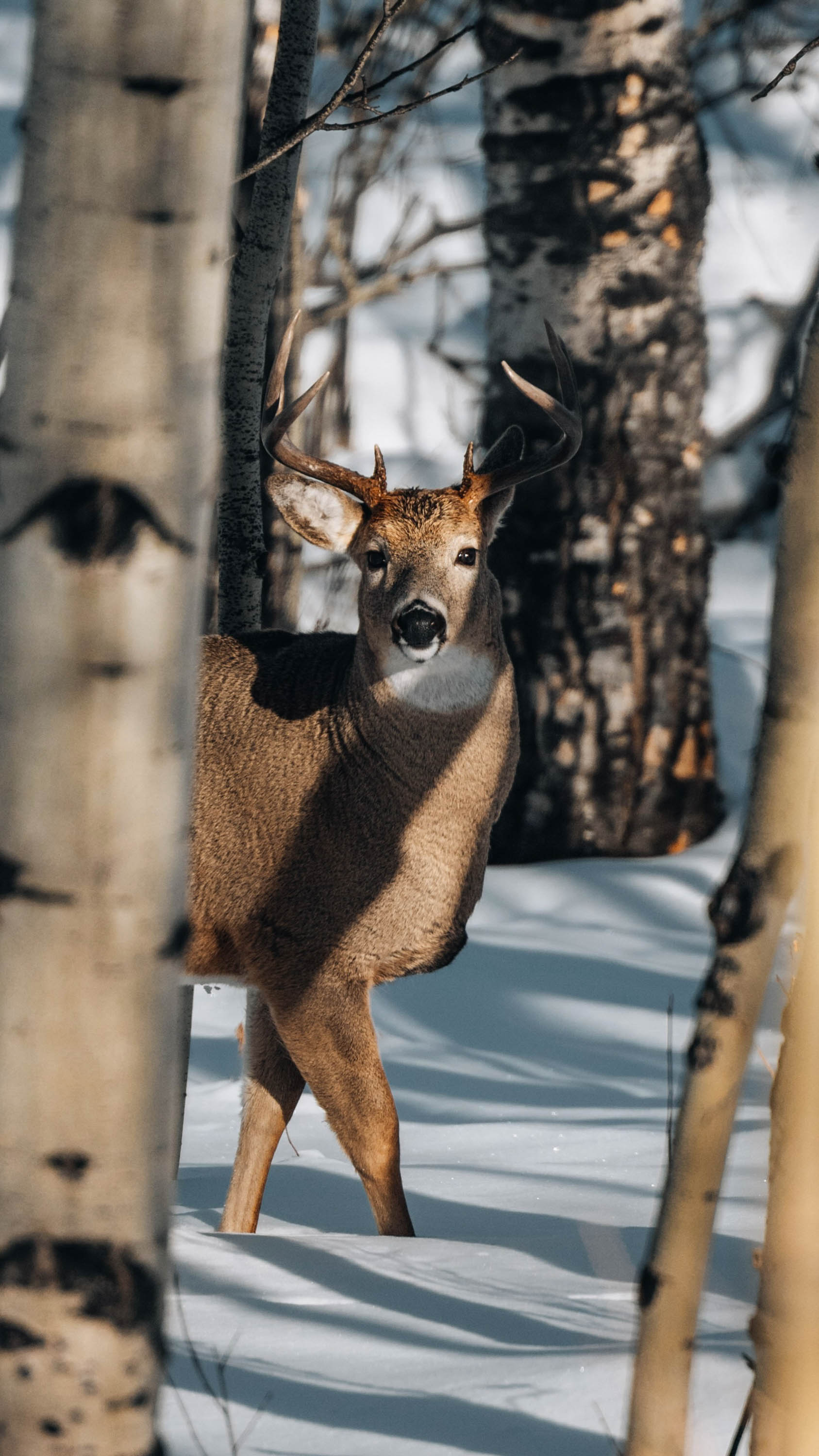 Advancing Whitetail Habitat Management: A Scientific Approach for Optimal Hunting Success