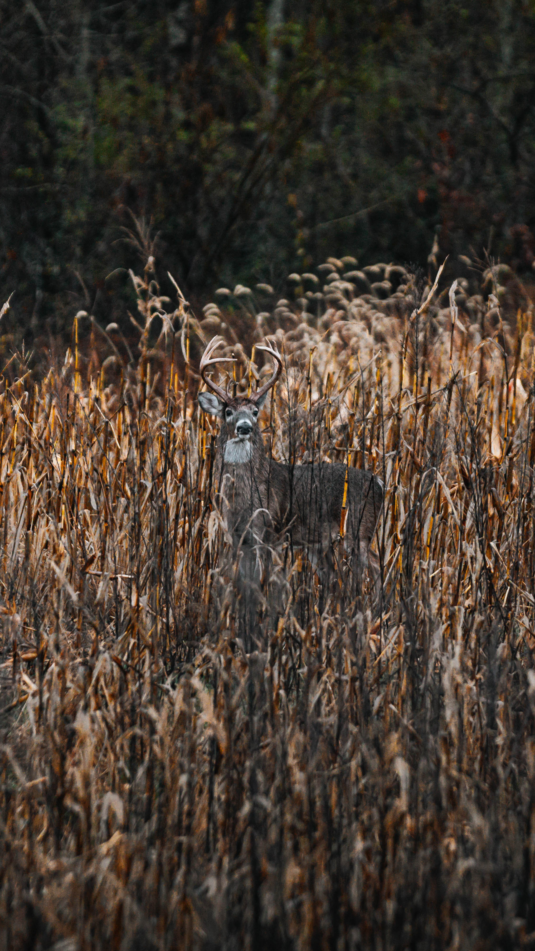 How mature deer use the wind?