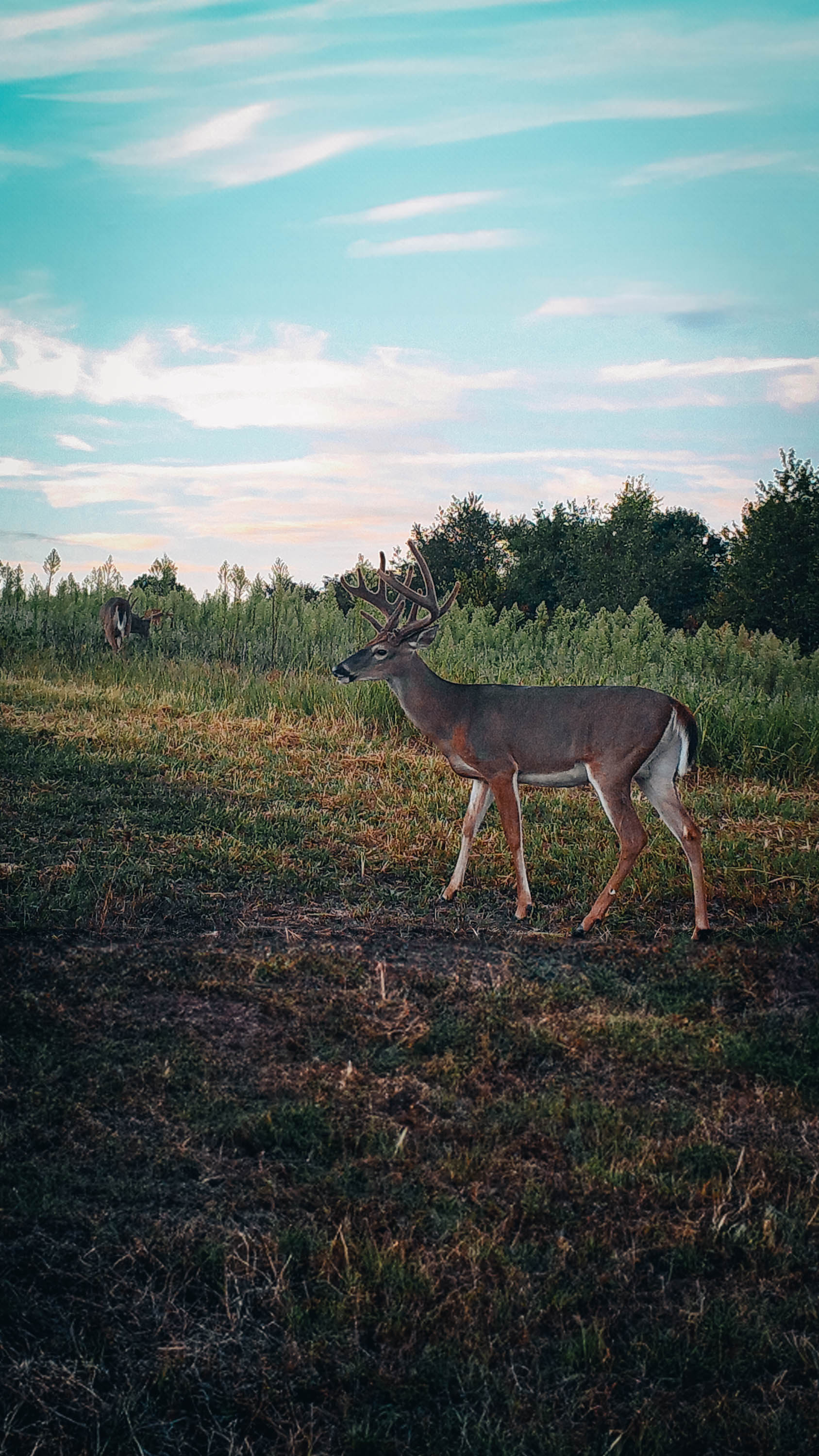 Mastering the Scent Dance: The Science Behind Whitetail Deer Olfaction and Successful Hunting